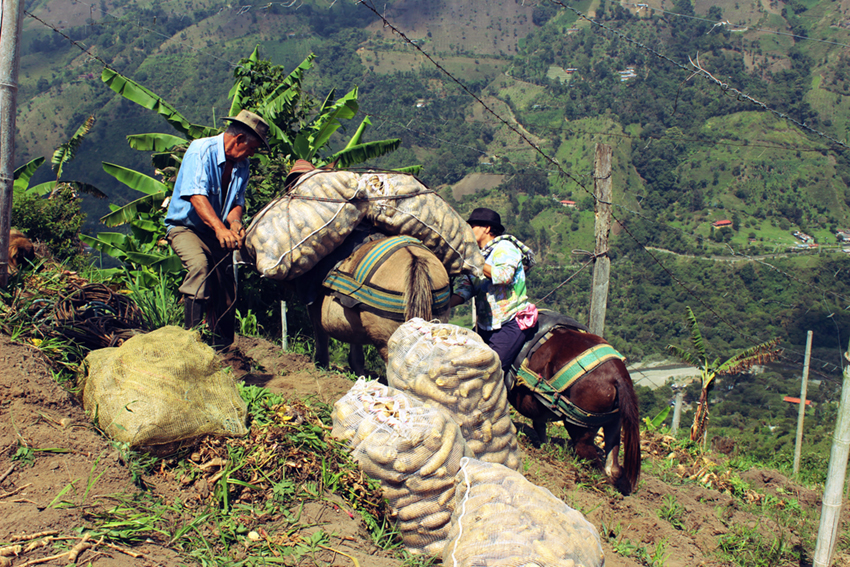 Campesinos trabajando 12